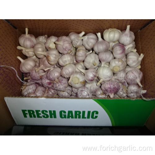 Normal White Garlic From Jinxiang 2019